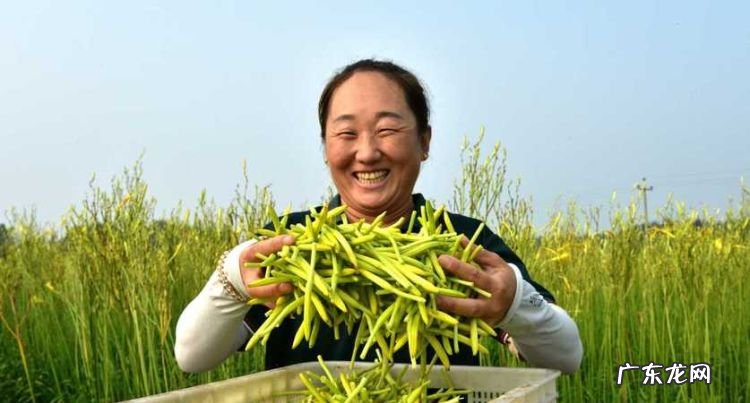 现摘黄花菜怎么处理可以吃,刚采摘的黄花菜金针菜怎样处理才能吃