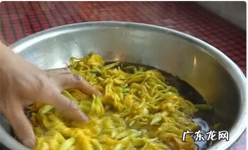 现摘黄花菜怎么处理可以吃,刚采摘的黄花菜金针菜怎样处理才能吃