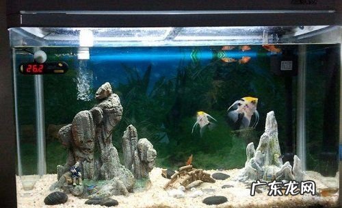 底砂里的粪便怎么清理,龟缸底砂里的粪便怎么清理
