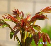 夏天香椿树上的嫩芽能吃,夏天香椿树上的嫩芽能吃