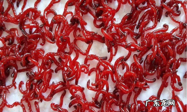 春季钓鲫鱼用什么饵料,春季用什么饵料钓鲫鱼最好