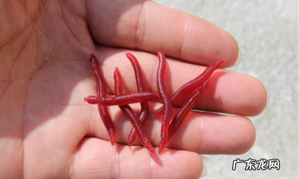 春季钓鲫鱼用什么饵料,春季用什么饵料钓鲫鱼最好