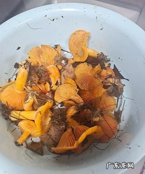 刷把菌怎么做才好吃,刷把菌怎么做才好吃