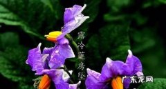 露水可以喝,露天雨水可以煮开喝么