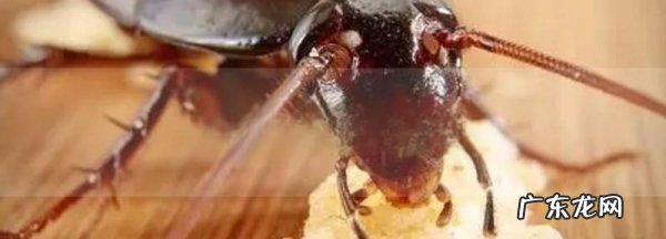 蟑螂吃啥东西,蟑螂吃什么东西