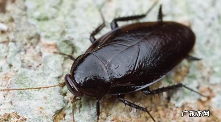 蟑螂吃啥东西,蟑螂吃什么东西