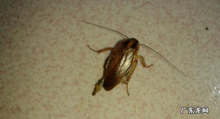 蟑螂吃啥东西,蟑螂吃什么东西