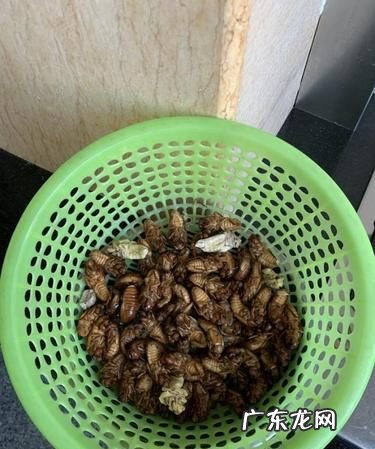 小的爬蚱能吃,哪里有种知了猴的