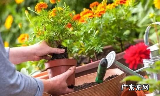 刚移栽花卉如何浇水,移栽牡丹花如何浇水