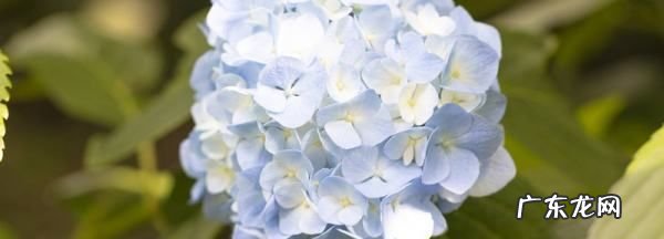 刚移栽花卉如何浇水,移栽牡丹花如何浇水