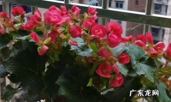 刚移栽花卉如何浇水,移栽牡丹花如何浇水