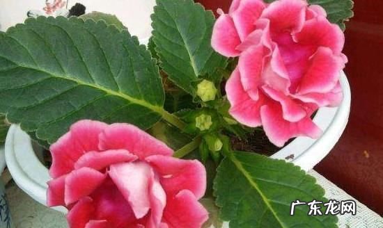 刚移栽花卉如何浇水,移栽牡丹花如何浇水