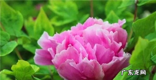 刚移栽花卉如何浇水,移栽牡丹花如何浇水