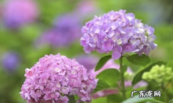 刚移栽花卉如何浇水,移栽牡丹花如何浇水