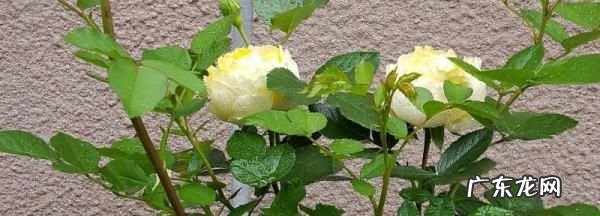 刚移栽花卉如何浇水,移栽牡丹花如何浇水