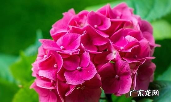 刚移栽花卉如何浇水,移栽牡丹花如何浇水