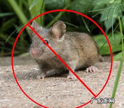 怎样防止老鼠,食堂老鼠如何防治