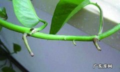 生根什么意思,落地生根什么意思