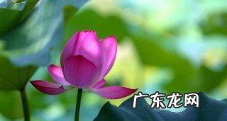 三伏天是几号开始几号结束,三伏天从什么时候开始至结束三伏付