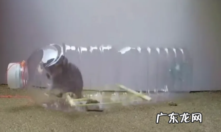 怎样灭老鼠窝最好的方法,家里有间房子是老鼠窝好