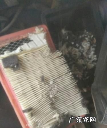 怎样灭老鼠窝最好的方法,家里有间房子是老鼠窝好