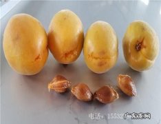 杏子的核可以敲开吃,新鲜杏子的核能吃