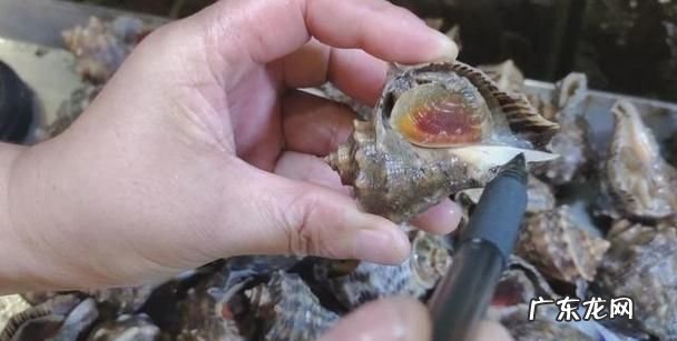 海螺死了能不能吃了,海螺死了能不能吃了