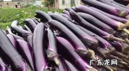 茄子放冰箱几天芯黑了能吃,茄子放冰箱几天芯黑了能吃