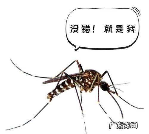 蚊子有毒性,公蚊子有毒还是母蚊子有毒