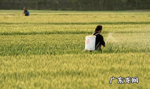 杀虫剂过期了是不毒了还是更毒了,杀虫剂过期了还能用