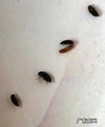 席虫怎么杀死,席虫怎么清除最有效