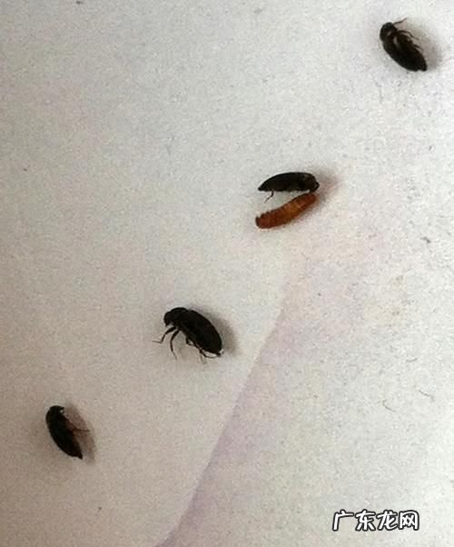席虫怎么杀死,席虫怎么清除最有效