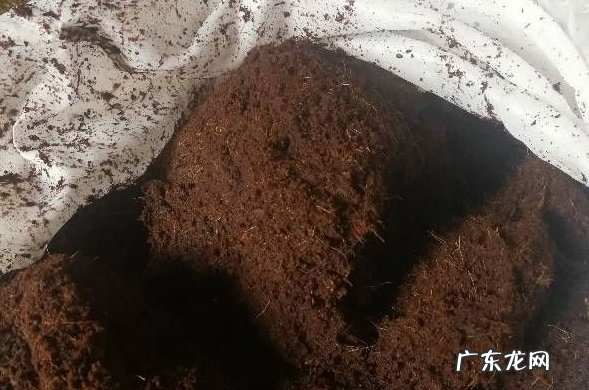 椰糠泡多久才能去盐,在阳台种菜