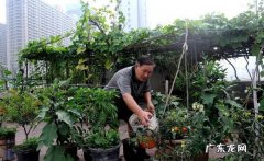 椰糠泡多久才能去盐,在阳台种菜