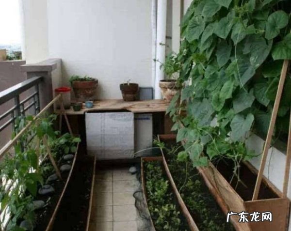 椰糠泡多久才能去盐,在阳台种菜