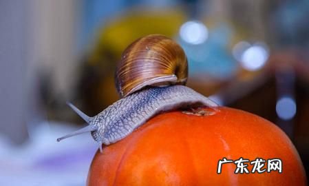 蜗牛爬过的葡萄能吃,葡萄被蜗牛爬了可以吃