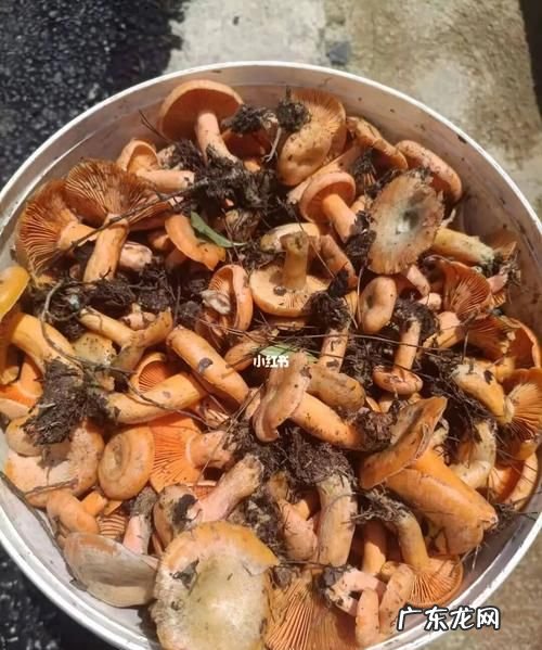 野生菌一般要炒多长时间,炒蘑菇几分钟能熟透