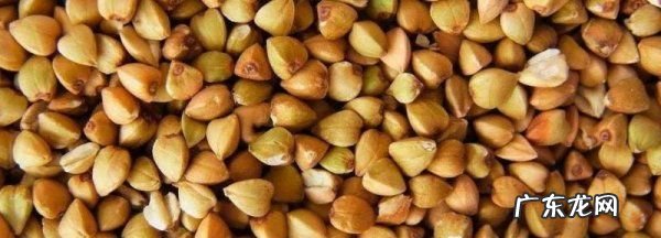 乌麦是什么东西,乌麦是什么东西