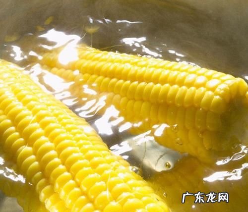 生玉米煮多长时间才能熟,鲜玉米煮多长时间能熟