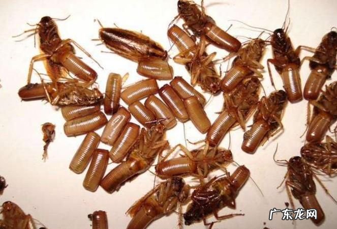 怎么灭掉家里的蟑螂,家里有蟑螂怎样能彻底消灭