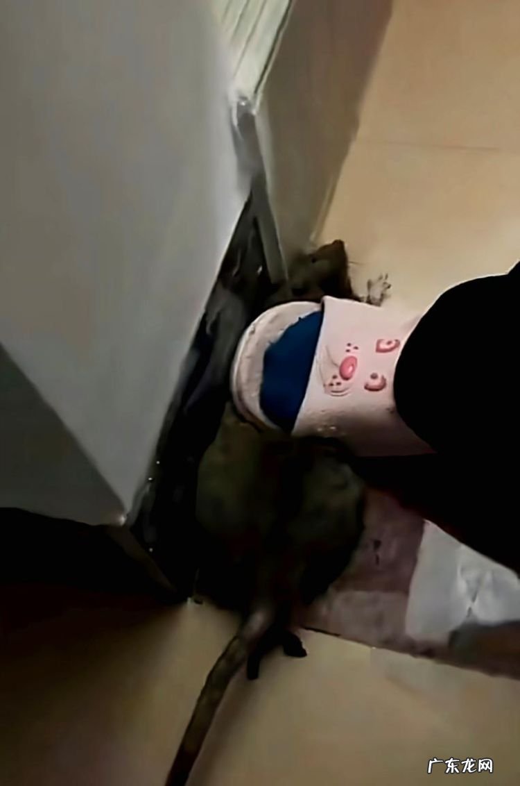 鞋子踩到老鼠粘怎么办,鞋子上粘到粘老鼠的胶怎么弄下去