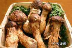 松茸保鲜期多久,松茸的保鲜期有多少