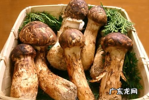 松茸保鲜期多久,松茸的保鲜期有多少