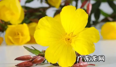 黄花草油酸是什么,黄花草油酸是什么东西哪里有卖的