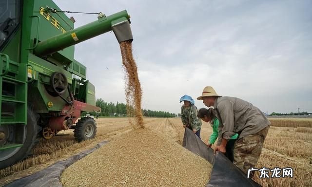 农村小麦怎么储存,小麦怎么样储存不坏