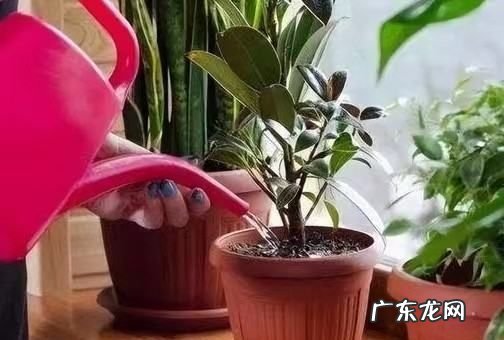 变质牛奶用途,过期的纯牛奶有什么用途