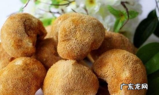 猴头蘑菇怎么做法怎么吃,猴头菇怎么做好吃又简单