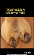 骆驼又大又厚的脚掌有什么用处,骆驼又大又厚的脚掌的作用是什么