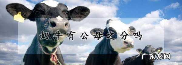 奶牛分公母,奶牛分公母公牛会产奶困惑了十几年的问题
