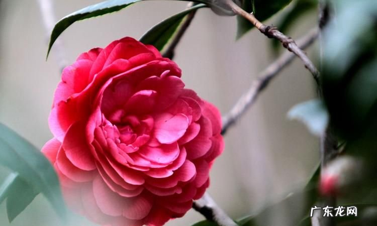 百般红紫斗芳菲的上一句,百般红紫斗芳菲的上一句是什么